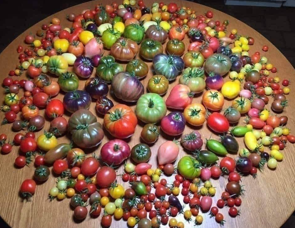 奥卡姆剃刀与套套逻辑